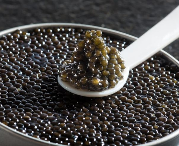 Beluga Caviar